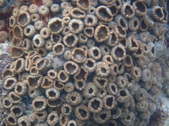 Palythoa grandiflora