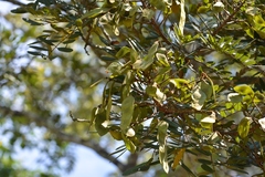 Lonchocarpus rugosus