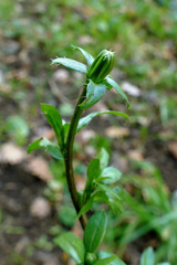 Cichorium intybus