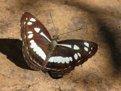 Neptis jumbah nalanda