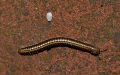 Cylindroiulus