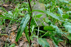 Cichorium intybus