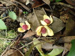 Schisandra chinensis