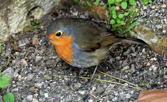 Erithacus rubecula