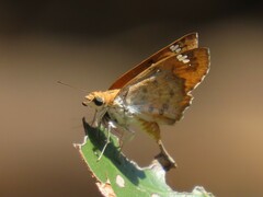 Caprona ransonnettii