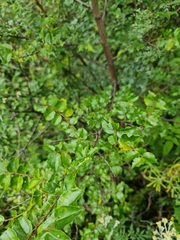 Ziziphus mucronata
