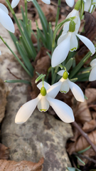 Galanthus nivalis