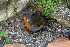 Erithacus rubecula