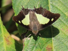 Polyura bharata
