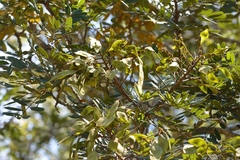 Lonchocarpus rugosus