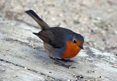 Erithacus rubecula