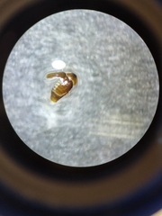 Sericoderus