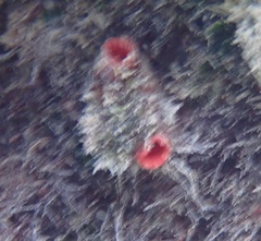 Pyura torpida