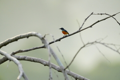 Dicaeum trigonostigma