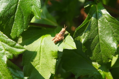 Trilophidia annulata