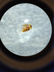 Sericoderus