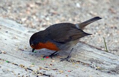 Erithacus rubecula