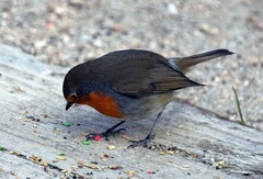 Erithacus rubecula