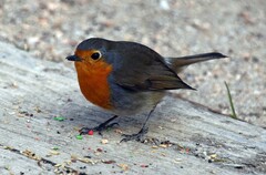 Erithacus rubecula