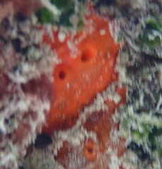 Tedania ignis