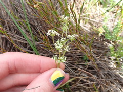 Aciphylla simplicifolia