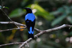 Asian Fairy-Bluebird photo 4