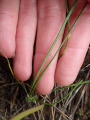 Aciphylla simplicifolia
