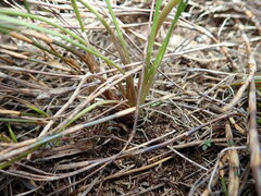 Aciphylla simplicifolia