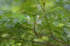 Mimosa platycarpa