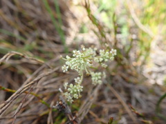 Aciphylla simplicifolia