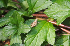 Trilophidia annulata