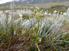 Aciphylla simplicifolia