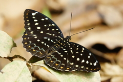 Lexias dirtea merguia
