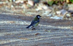 Parus major