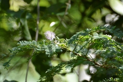 Mimosa platycarpa
