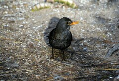 Turdus merula