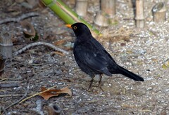 Turdus merula