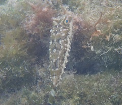 Sphoeroides spengleri