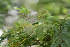 Mimosa platycarpa