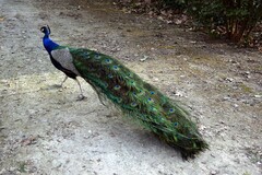 Pavo cristatus