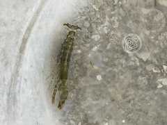 Alpheus heterochaelis