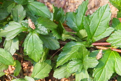 Trilophidia annulata