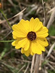 Coreopsis leavenworthii