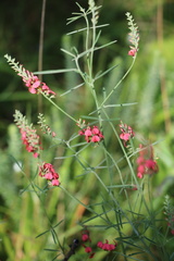 Indigastrum fastigiatum