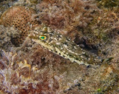 Sphoeroides spengleri