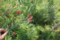 Indigastrum fastigiatum