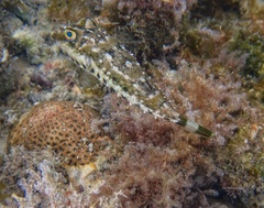 Sphoeroides spengleri