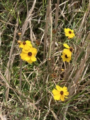Coreopsis leavenworthii