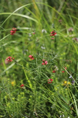 Indigastrum fastigiatum