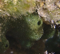 Amphimedon viridis